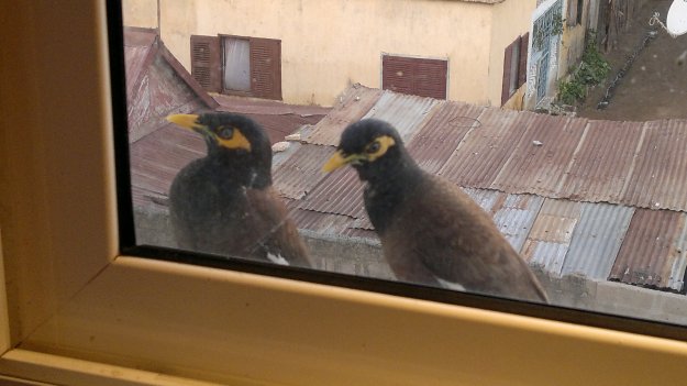 Desde la ventana de mi despacho, éstos dos amiguetes son los responsables de que apague la radio todas las tardes.